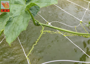 植物サポートのためのPPの農業の網、白い色BOPのプラスチック網の網
